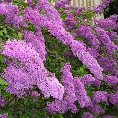 Сирень КИТАЙСКАЯ в Калинковичах