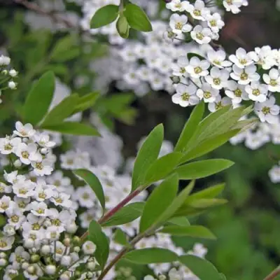 Спирея АРГУТА в Калинковичах
