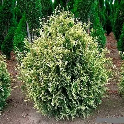 Туя ГОЛД ПЕРЛ западная в Калинковичах