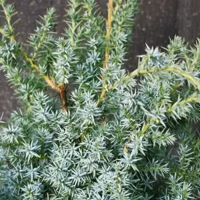 Можжевельник БЛЮ АЛЬПС китайский  в Калинковичах