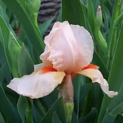 Ирис ПАТИ ДРЕСС бородатый в Калинковичах