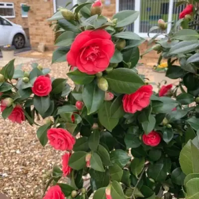 Камелия ЛЕДИ КЭМПБЕЛЛ в Калинковичах