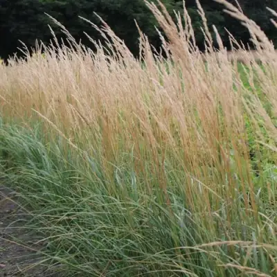 Вейник КАРЛ ФОРСТЕР остроцветковый в Калинковичах