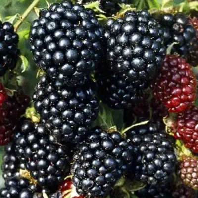 Ежевика ЭВЕРГРИН бесшипная  в Калинковичах