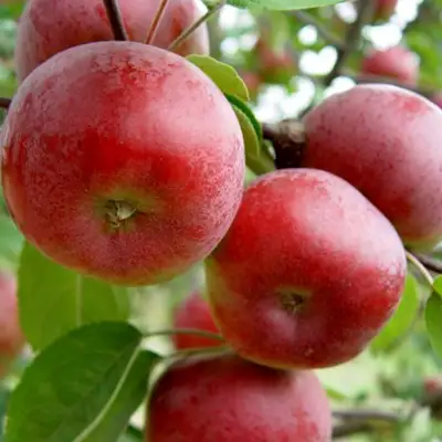 Яблоня ПОСПЕХ в Калинковичах