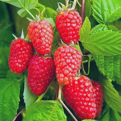 Малина МАРАСТАР в Калинковичах