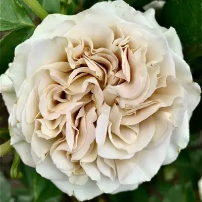 саженцы розы ВЕСТМИСТЕРСКОЕ АББАТСТВО