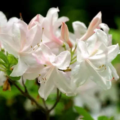 Азалия УАЙТ ЛАЙТС листопадная в Калинковичах