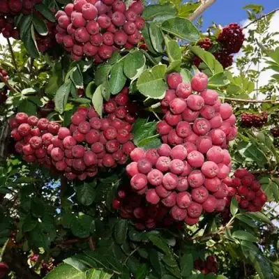 Рябина ТИТАН сладкоплодная  в Калинковичах