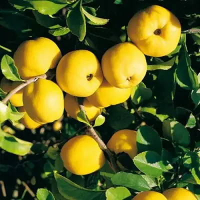 Айва ЦЕЗАРЬ в Калинковичах