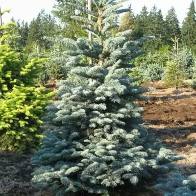 Пихта благородная в Калинковичах