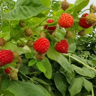 Малина КВЕЛЛИ в Калинковичах