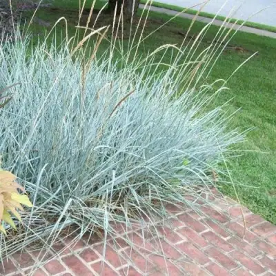 Элимус БЛЮ ДЮН песчаный в Калинковичах