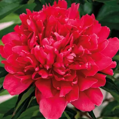 Пион ГЕНЕРАЛ МАК-МАГОН травянистый в Калинковичах