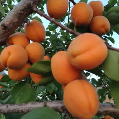 Абрикос ГОЛД РИЧ в Калинковичах