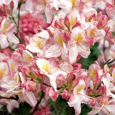 Азалия САТОМИ японская в Калинковичах