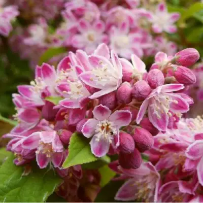 Дейция СТРОБЕРРИ ФИЛДС  в Калинковичах