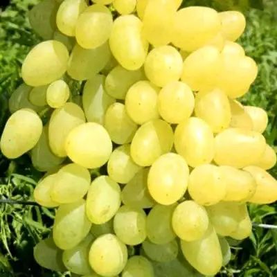 Виноград ЗАРНИЦА в Калинковичах