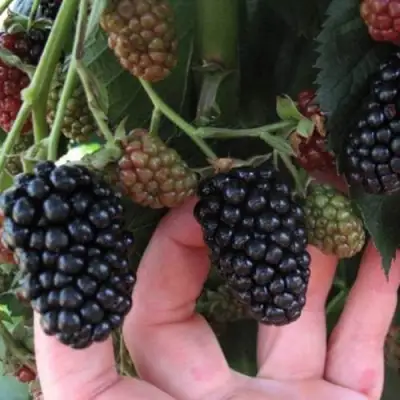 Ежевика НЕБЕСА МОГУТ ПОДОЖДАТЬ бесшипная  в Калинковичах