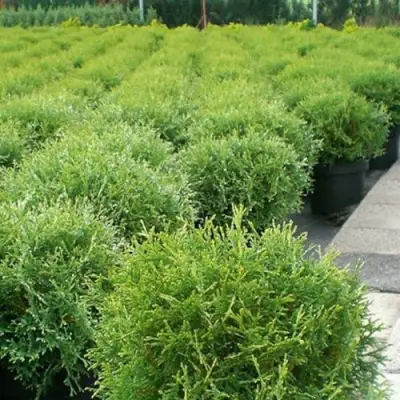 Туя ТИНИ ТИМ западная в Калинковичах