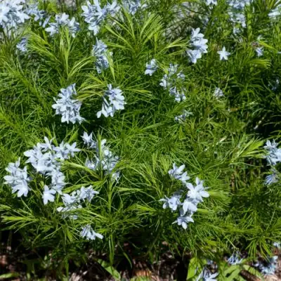 Амсония РЕСНИТЧАТАЯ в Калинковичах