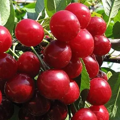 Вишня ГЛУБОКСКАЯ в Калинковичах