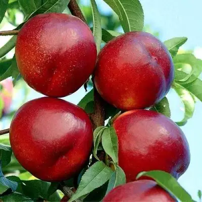 Нектарин БИГ-ТОП в Калинковичах