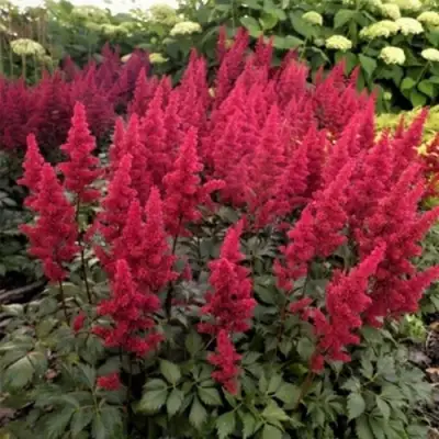 Астильба ФАНАЛ в Калинковичах