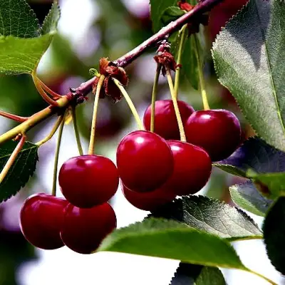 Вишня РИВАЛ в Калинковичах