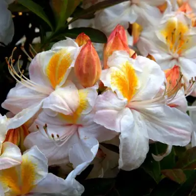 Азалия СИЛЬВЕР СЛИППЕР листопадная в Калинковичах