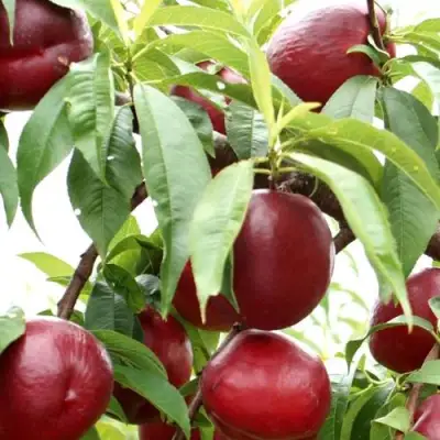 Нектарин ФАНТАЗИЯ в Калинковичах