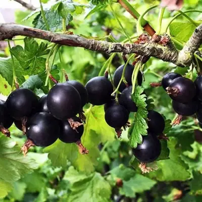 Йошта КРЫМСКАЯ в Калинковичах