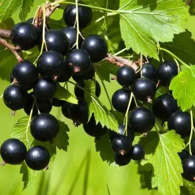 Смородина чёрная БЕЛОРУССКАЯ СЛАДКАЯ в Калинковичах