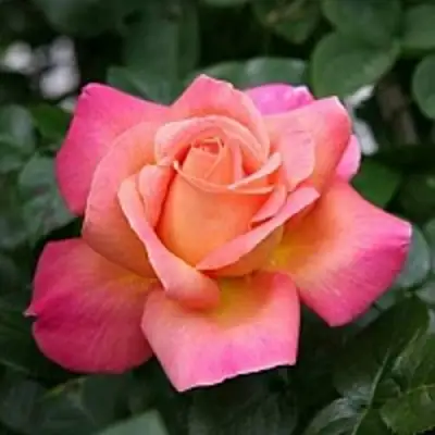 саженцы розы Чикаго Пис