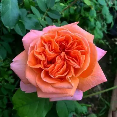 Роза РЕНЕ ГОССИНИ чайно-гибридная в Калинковичах