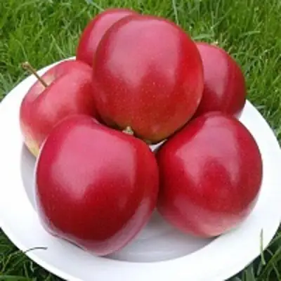 Яблоня СЯБРЫНА в Калинковичах