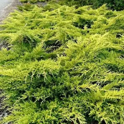 Можжевельник ОЛД ГОЛД средний в Калинковичах