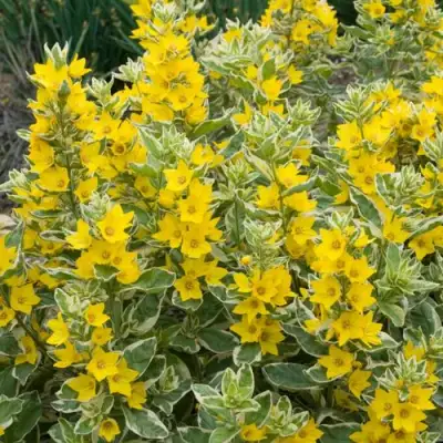 Вербейник АЛЕКСАНДР точечный в Калинковичах