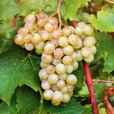 Виноград КРИСТАЛЛ в Калинковичах