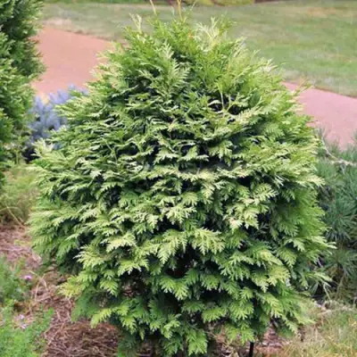 Туя ВАРЕАНА ЛЮТЕСЦЕНС западная в Калинковичах