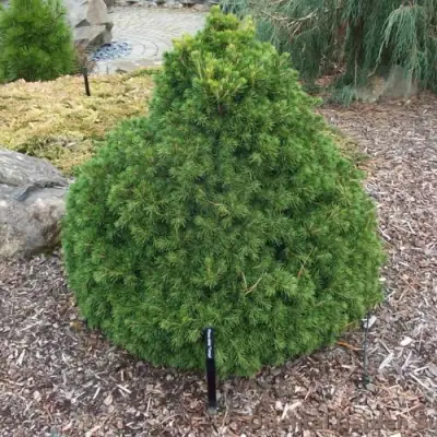 Ель ТОМПА обыкновенная в Калинковичах