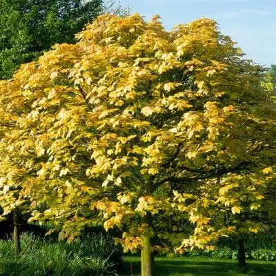 Клен ложноплатановый в Калинковичах