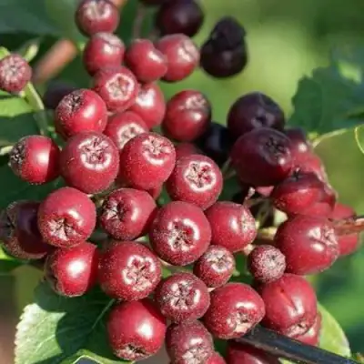 Рябина БУРКА сладкоплодная в Калинковичах