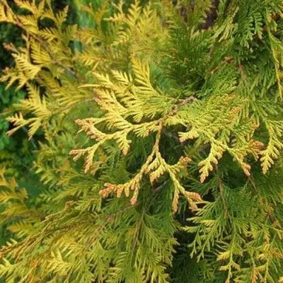 Туя ГОЛДЕН БРАБАНТ западная в Калинковичах
