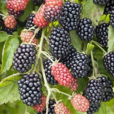 Ежевика НЕБЕСА МОГУТ ПОДОЖДАТЬ бесшипная  в Калинковичах