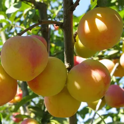 Слива ВЕТРАЗЬ-2 в Калинковичах