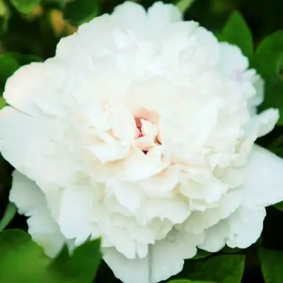 Пион СНЕЖНАЯ КРЕПОСТЬ древовидный в Калинковичах