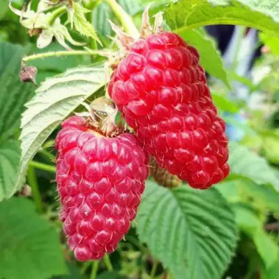 Малина ПШЕХИБА в Калинковичах