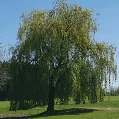 Ива белая в Калинковичах