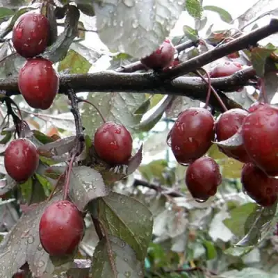 Слива НИГРА растопыреная в Калинковичах